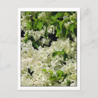 White Bougainvillea Briefkaart