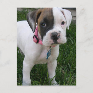 White Boxer Puppy Briefkaart