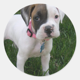 White boxer Puppy Sticker