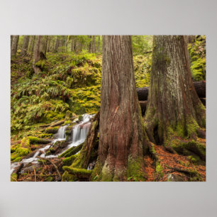 White Branch Falls, Oregon-cascaden, Oregon Poster