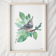 White Breast Nuthatch Bird Art Print