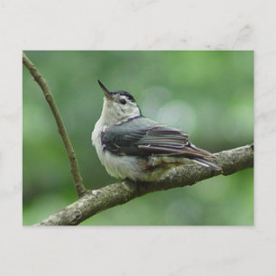 White Breasted Nuthatch Briefkaart 2
