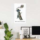 White-breasted Nuthatch, John Audubon Poster (Thuiskantoor)