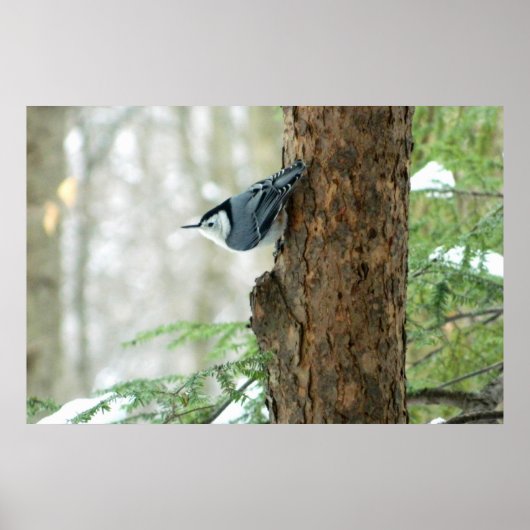 White Breasted Nuthatch Winter Poster (Voorkant)