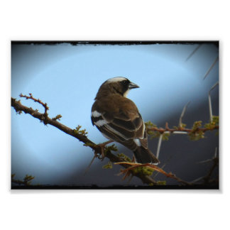 White Browed Sparrow Weaver Photo Print Foto Afdruk