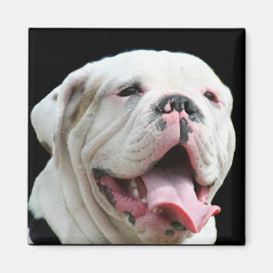White Bulldog Magnet Magneet