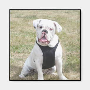 White Bulldog magnet Magneet