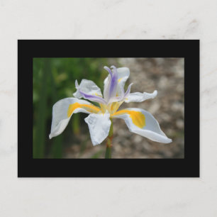 White Butterfly Iris Flower Briefkaart