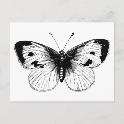  White Cabbage Butterfly Illustratie Briefkaart (Voorkant)