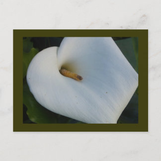 White Cala Lily Briefkaart