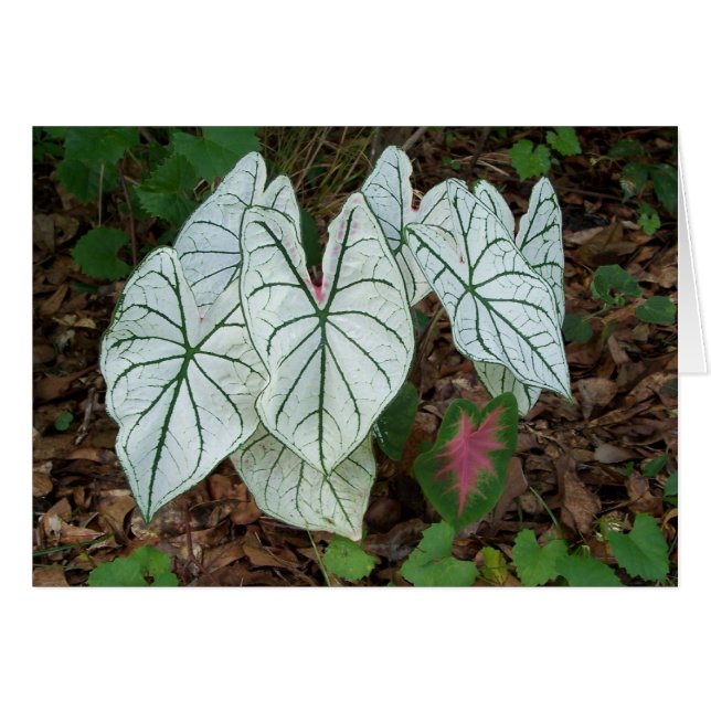 White Caladium (Voorkant Horizontaal)