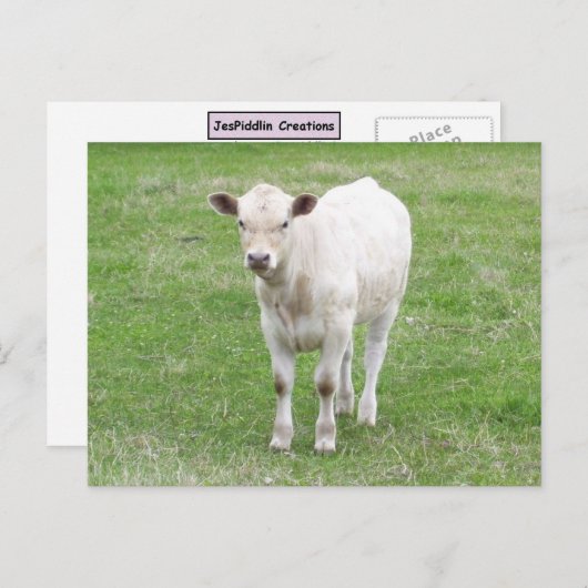 White Calf Briefkaart (Voorkant / Achterkant)