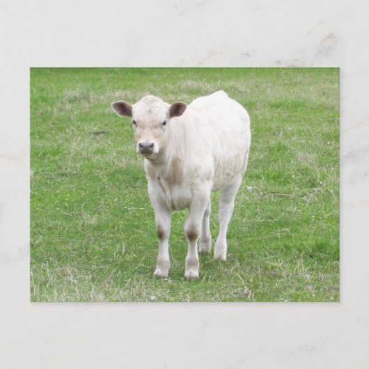 White Calf Briefkaart (Voorkant)