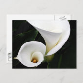 White calla Lillies Briefkaart (Voorkant / Achterkant)