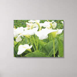White Calla Lily Canvas Afdruk