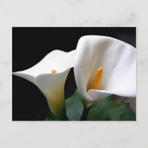 White Calla Lily Flower Briefkaart