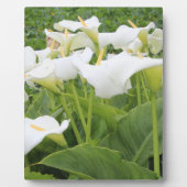 White Calla Lily Fotoplaat (Voorkant)