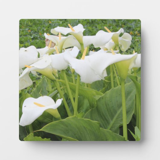 White Calla Lily Fotoplaat (Voorkant)