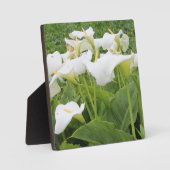 White Calla Lily Fotoplaat (Voorkant)