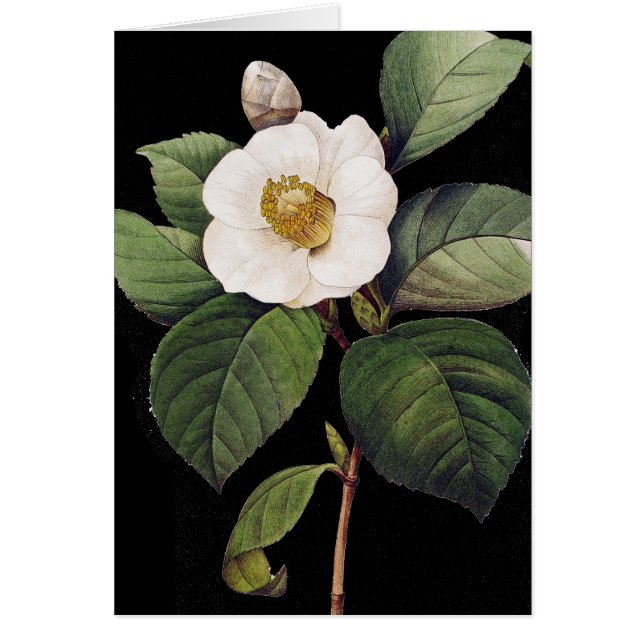 White Camellia (Voorkant)