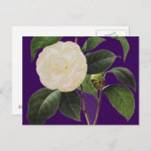 White Camellia, 1833 Briefkaart (Voorkant / Achterkant)