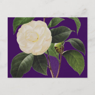 White Camellia, 1833 Briefkaart