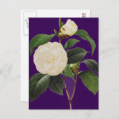 White Camellia, 1833 Briefkaart (Voorkant / Achterkant)