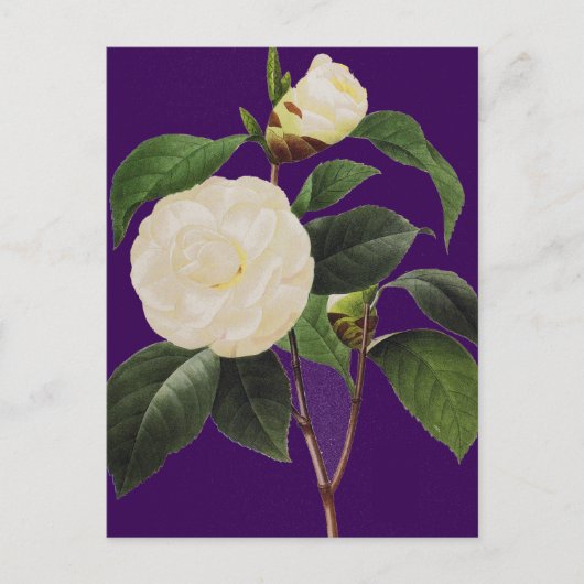 White Camellia, 1833 Briefkaart (Voorkant)