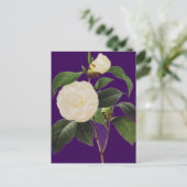 White Camellia, 1833 Briefkaart (Staand voorkant)