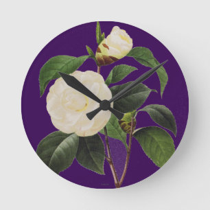 White Camellia, 1833 Ronde Klok
