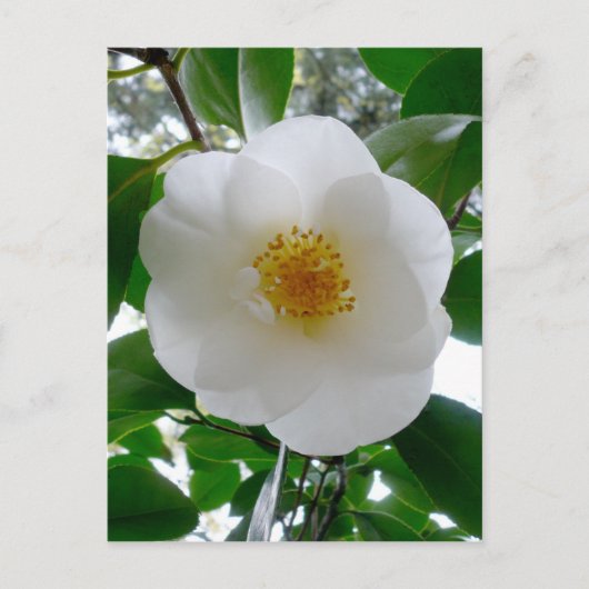 White Camellia Briefkaart (Voorkant)