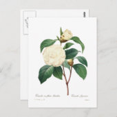 White Camellia Briefkaart (Voorkant / Achterkant)