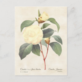 White Camellia Japonica Botanical Briefkaart
