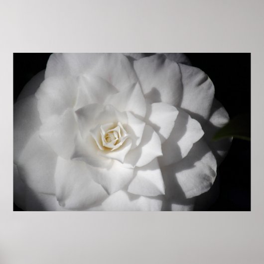 White Camellia Poster (Voorkant)