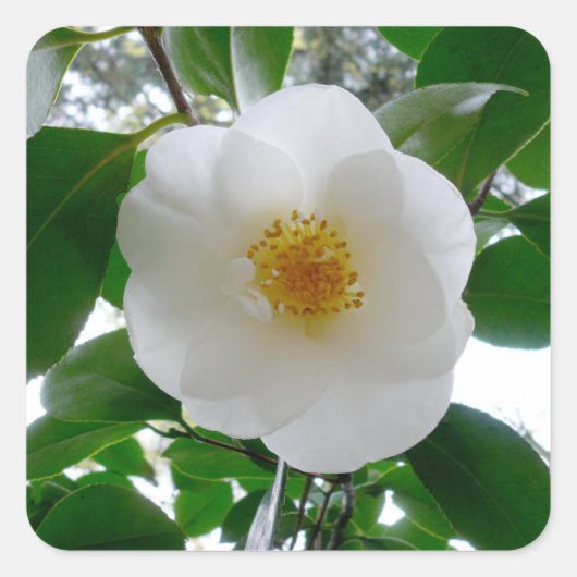 White Camellia Vierkante Sticker (Voorkant)