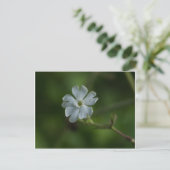White Campion Wildflower Floral Briefkaart (Staand voorkant)