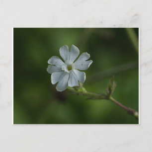 White Campion Wildflower Floral Briefkaart