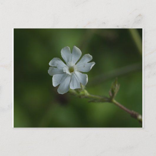 White Campion Wildflower Floral Briefkaart (Voorkant)