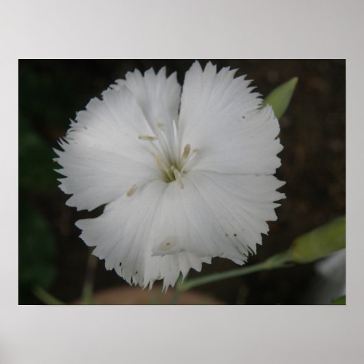 White Carnance Print (Voorkant)