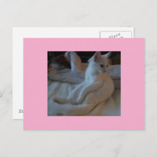 White Cat Briefkaart