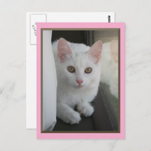 White Cat Chillin' Briefkaart