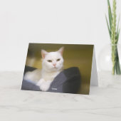 White Cat Funny Birthday Card Kaart (Achterkant)