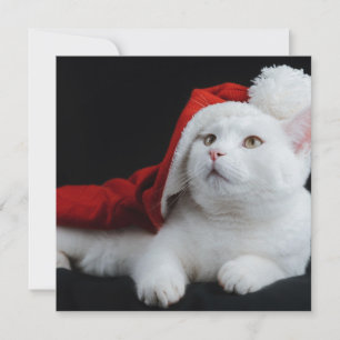 White Cat Kerstmis Kaart