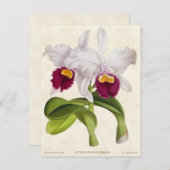 White Cattleya Orchid  Botanical Briefkaart (Voorkant / Achterkant)