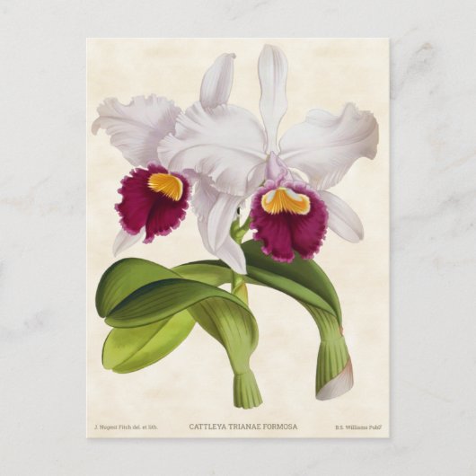 White Cattleya Orchid  Botanical Briefkaart (Voorkant)