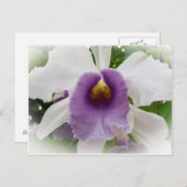 White Cattleya Orchid Flower Briefkaart (Voorkant / Achterkant)
