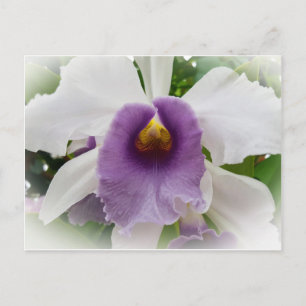 White Cattleya Orchid Flower Briefkaart
