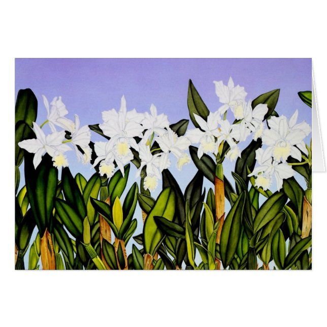 White Cattleya Orchids (Voorkant Horizontaal)