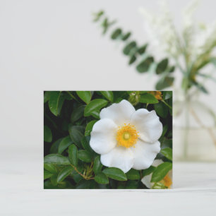 White Cherokee roos Briefkaart