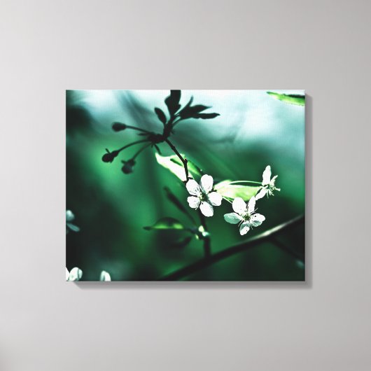 White Cherry Blossom Canvas Afdruk (Voorkant)